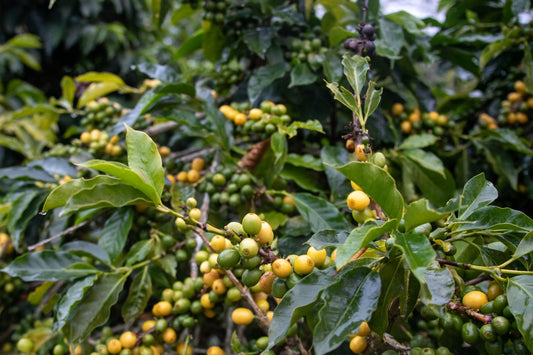 Coffee Varieties Cheat Sheet