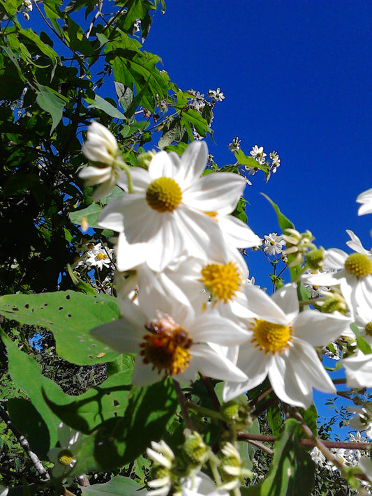 THE COMSA BEE PROJECT