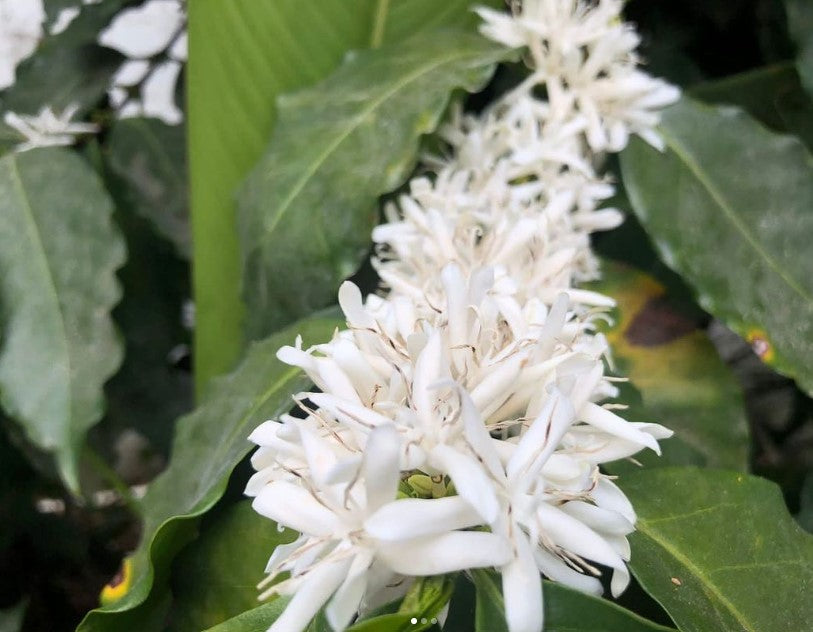 image of COMSA blossoms
