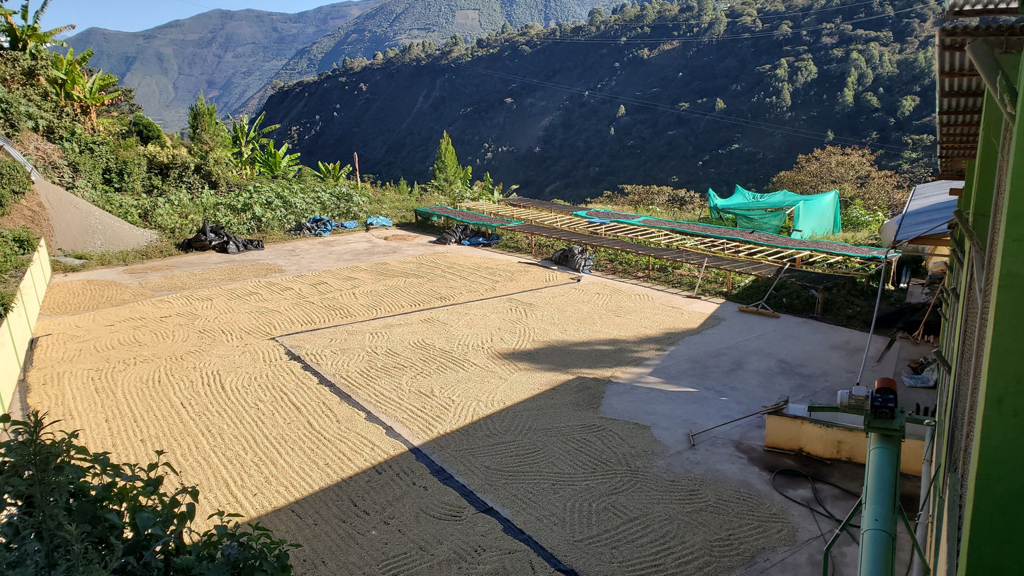 Image of coffee farm and dried coffee beans.