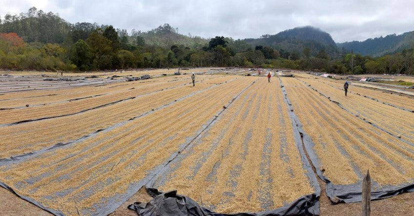 image of coffee drying at COMSA