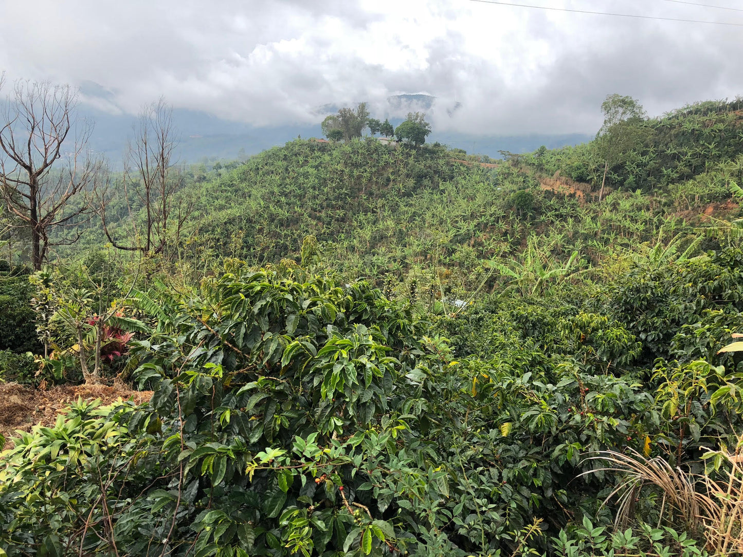 Coffee farms in Santa Maria de Dota