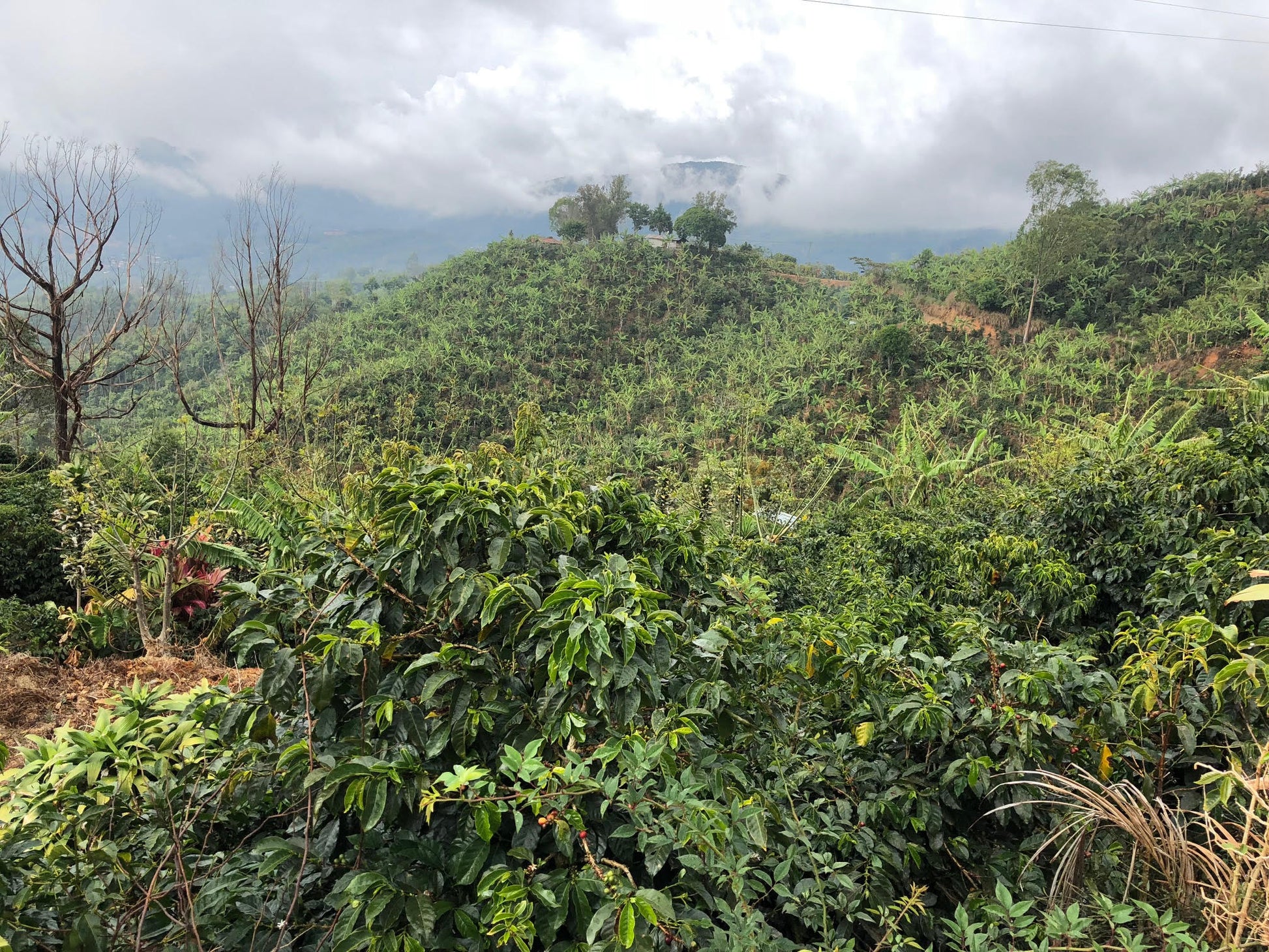 Coffee farms in Santa Maria de Dota