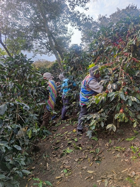 Image of Cusco farmers working on farm.