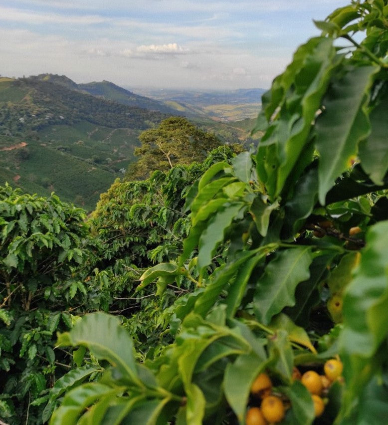 image of Legender farms