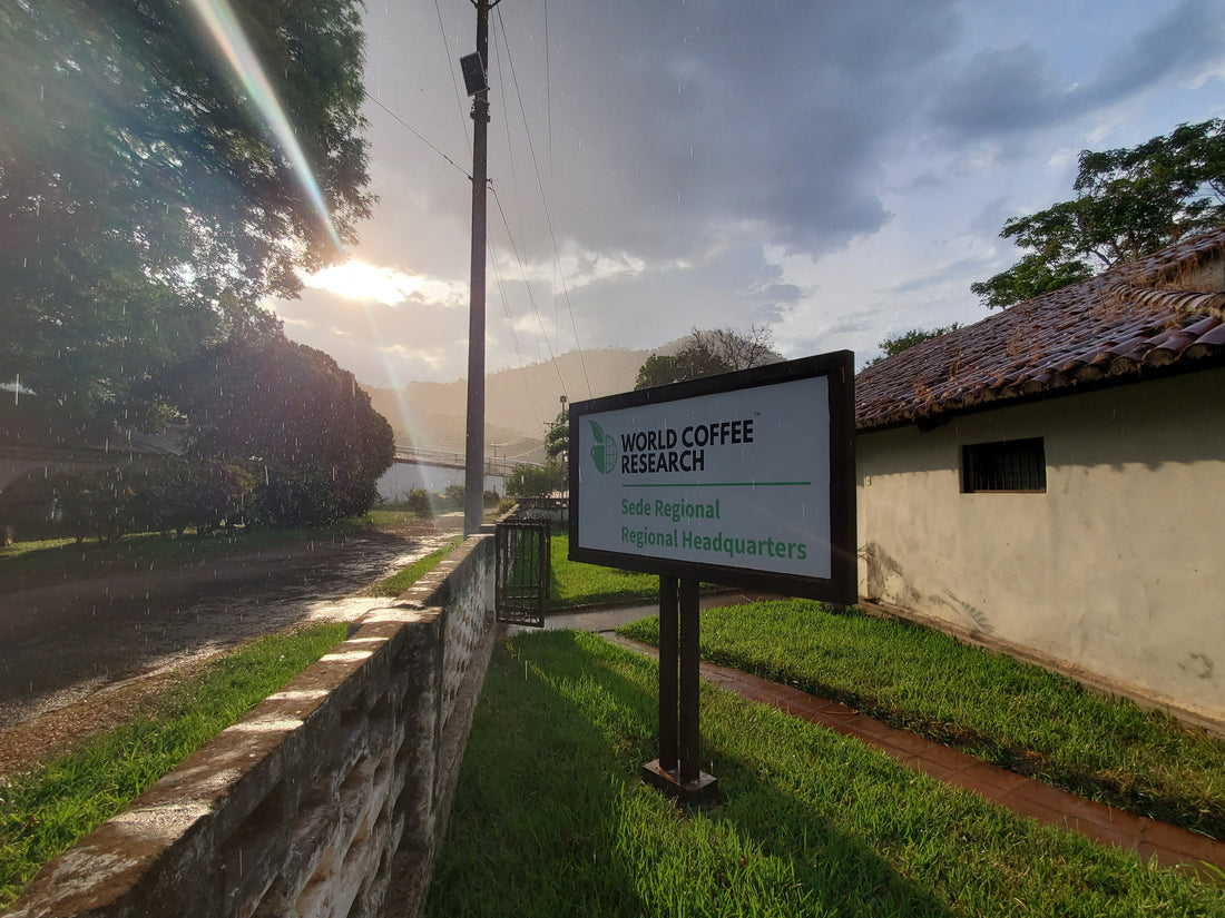 Creating the Future of Coffee: Why We Support World Coffee Research