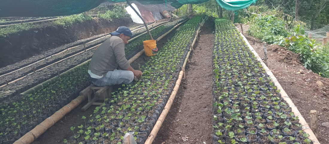 Photo courtesy of The Chain Collaborative depicting Fondo Paez coffee coop and seedlings