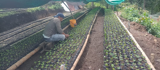 Photo courtesy of The Chain Collaborative depicting Fondo Paez coffee coop and seedlings