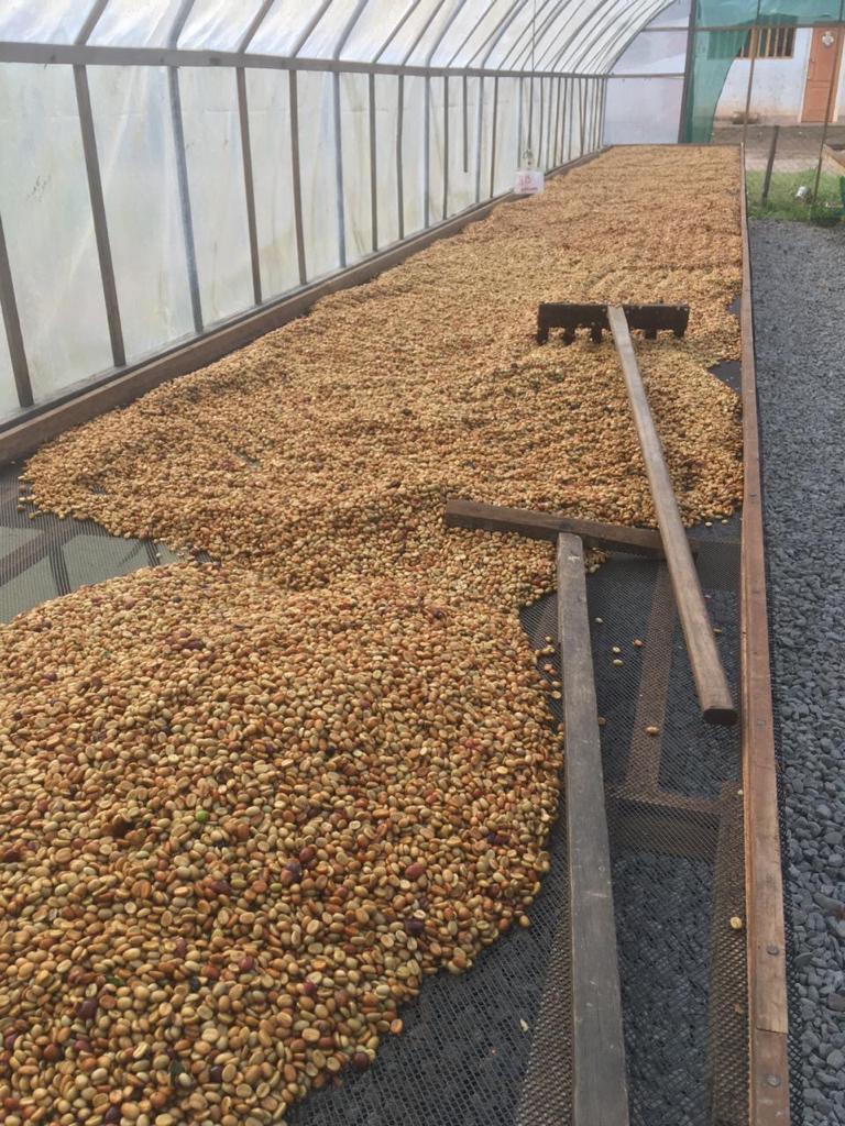 New Coffee: Peru Finca Matapalo Cup of Excellence