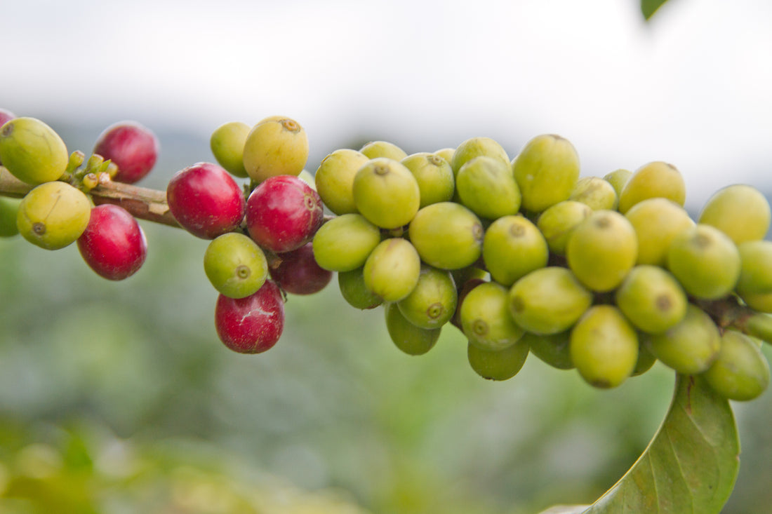 COFFEE CHERRY TO ROASTED COFFEE BEAN-HOW COFFEE BECOMES COFFEE