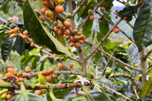 The Journey of a Coffee Bean