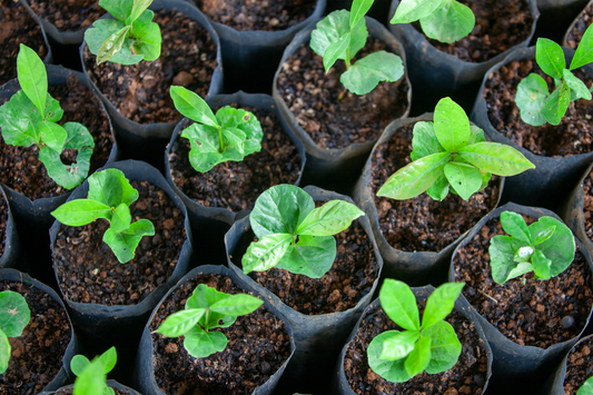 The Three Pillars of Sustainable Coffee: People, Planet, and Profit