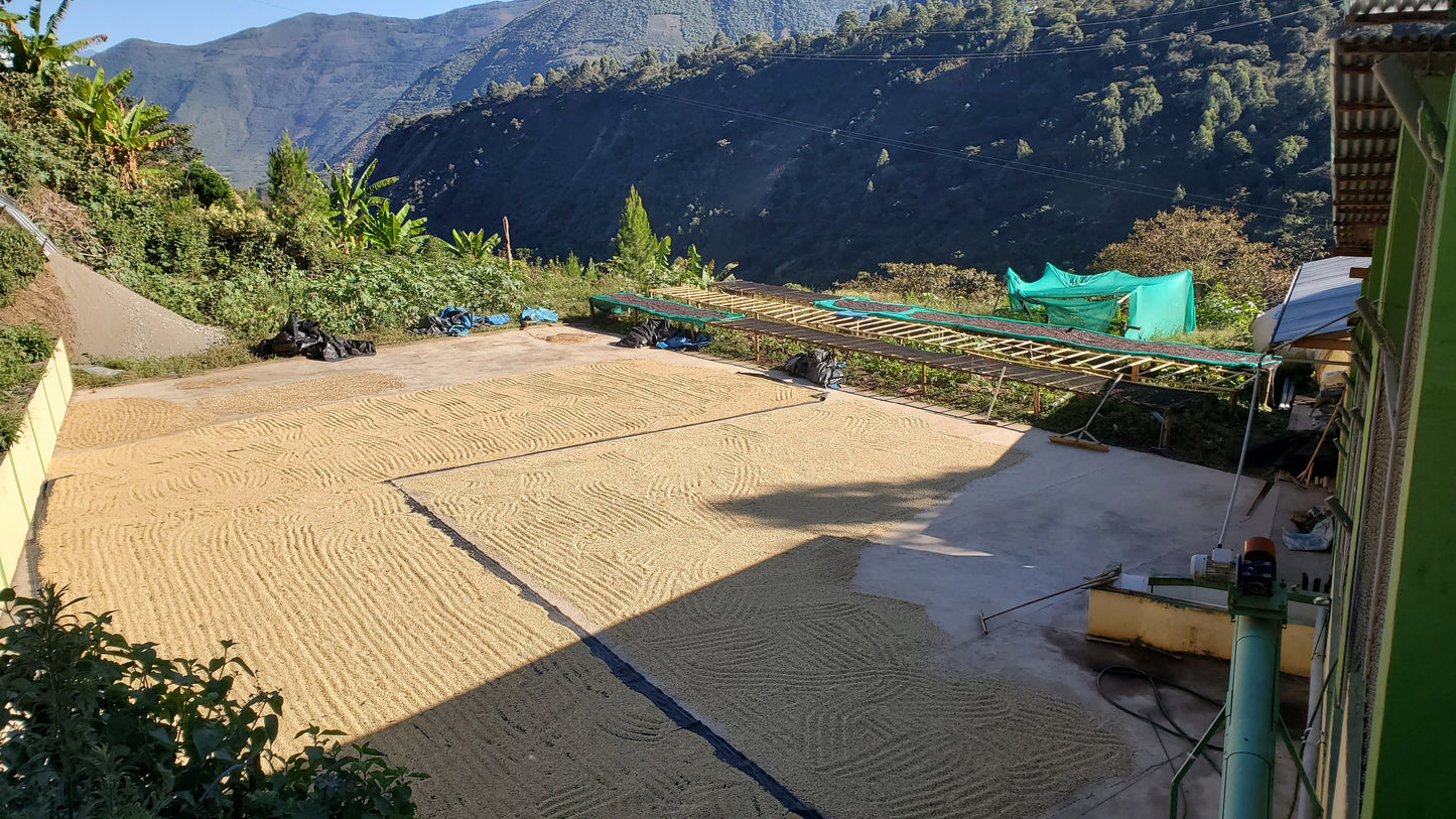 Image of coffee farm and dried coffee beans.
