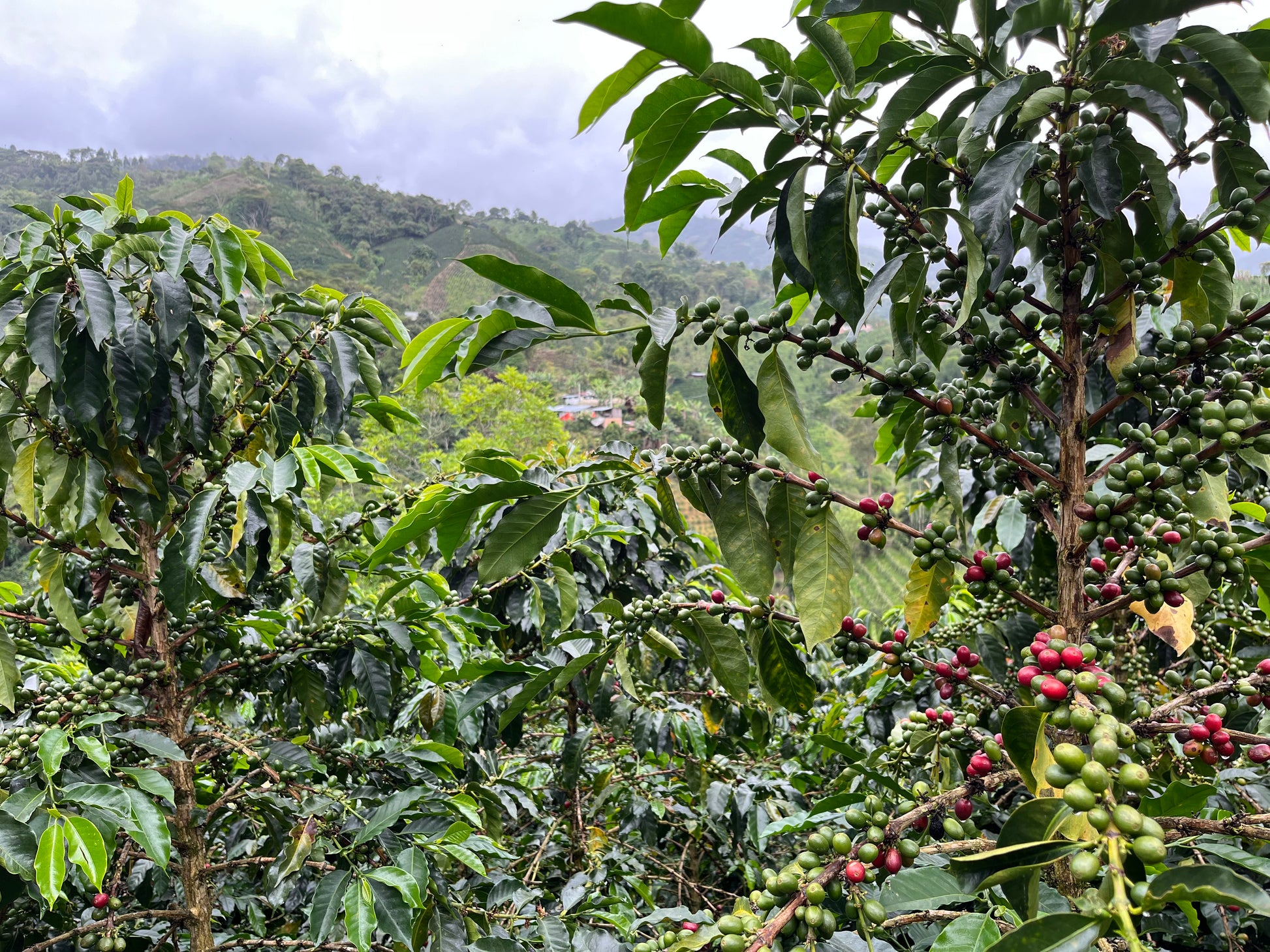 Coffee trees in Huila