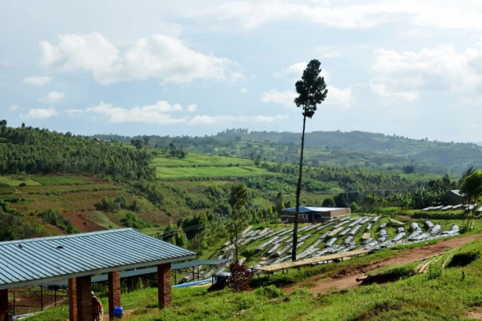 Rwanda Mbizi Natural • Women Produced Micro-lot • Organic