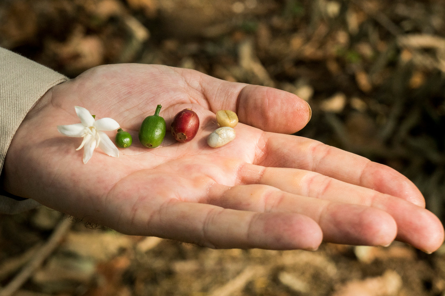 Image of evolution of coffee bean in a farmer's hand.