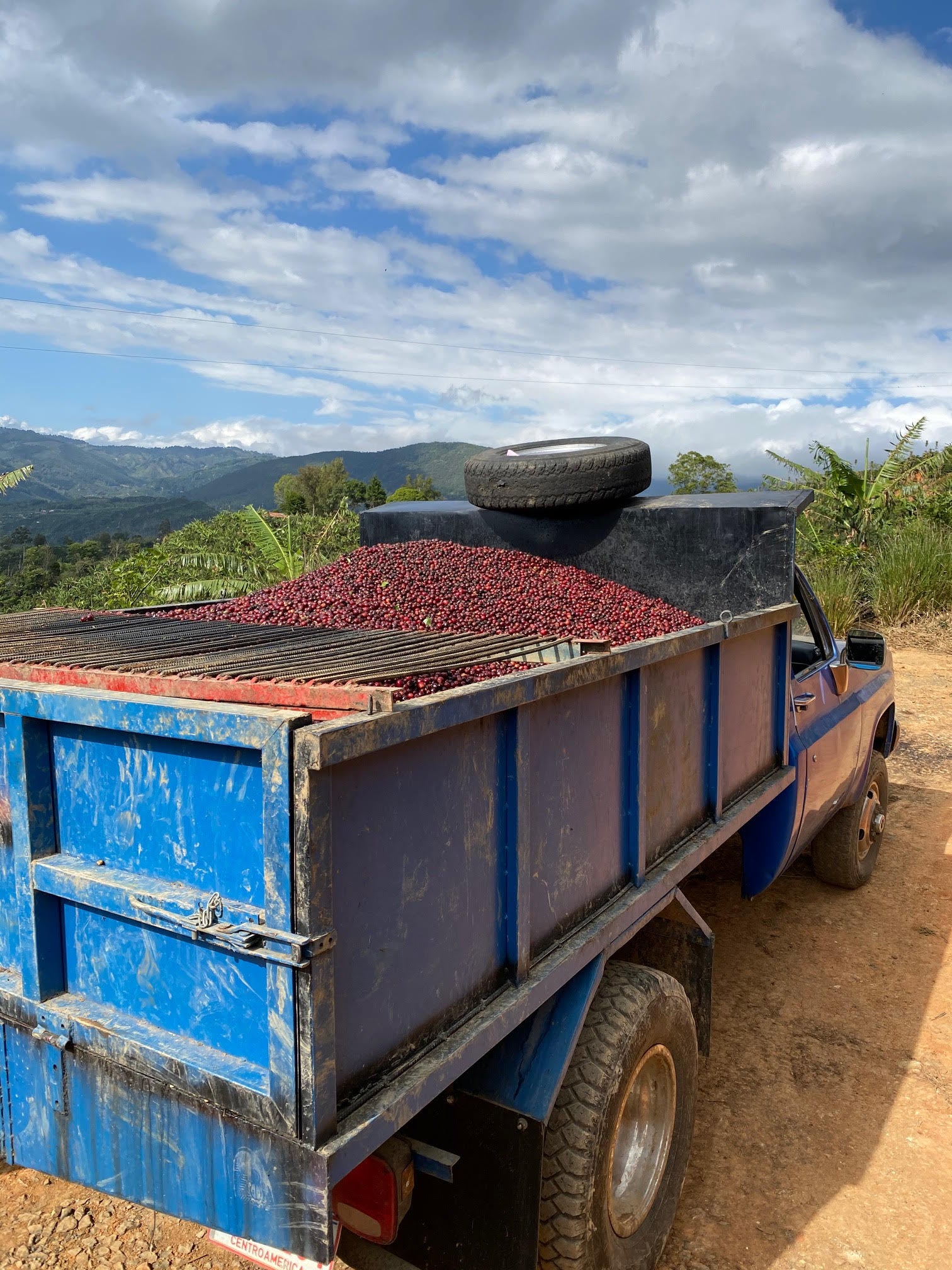Cherry collection truck in Santa Maria de Dota