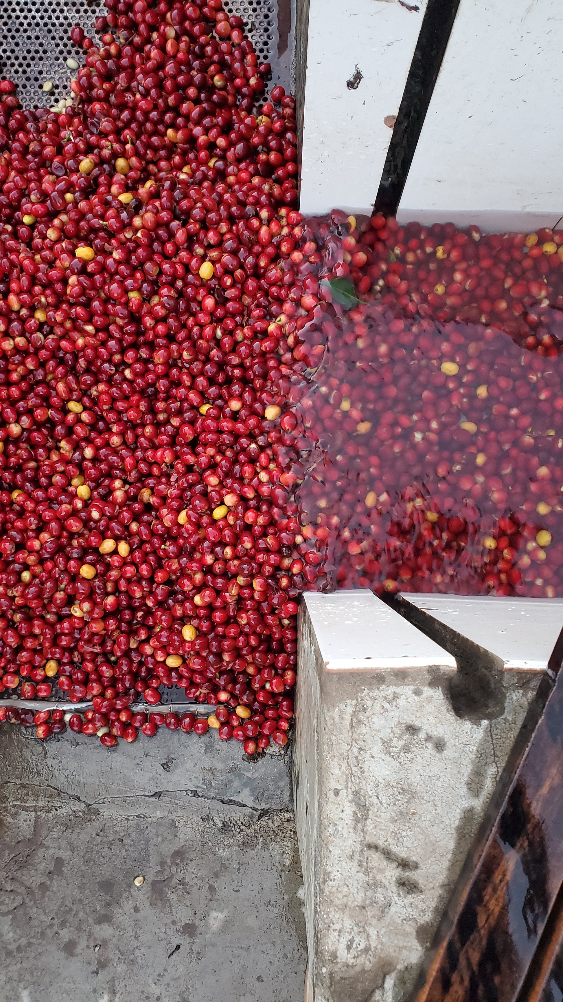Image of coffee cherries.